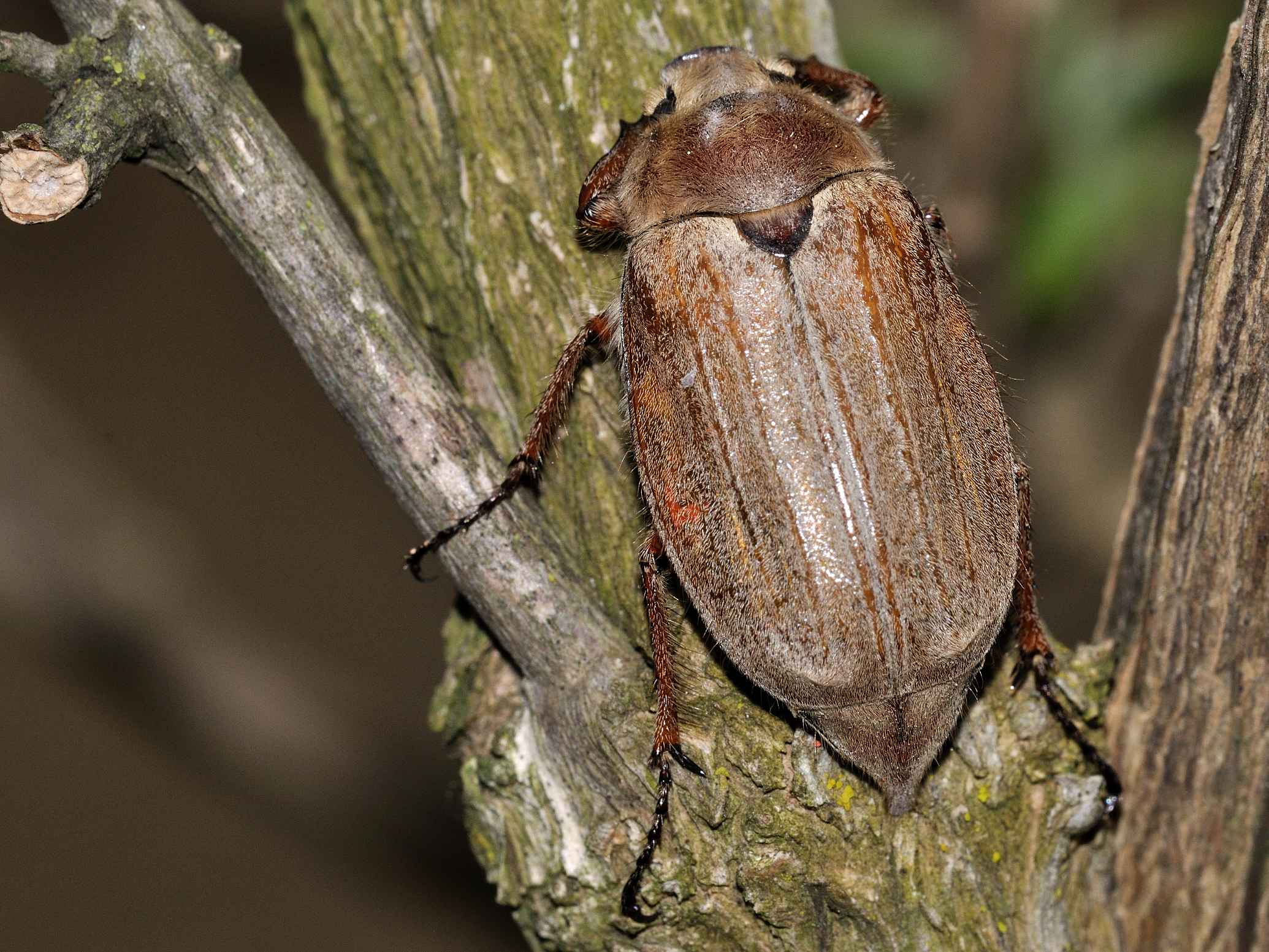 Melolonthidae - Melolontha cfr pectoralis